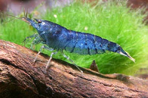blueshrimp.jpg