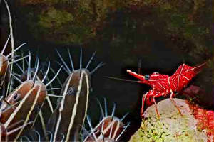 shrimp.jpg