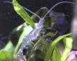 shrimpy.jpg